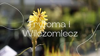 Trytoma i Wilczomlecz [upl. by Auoh]