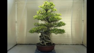 Pyracantha Angustifolia Bonsai [upl. by Hayn]