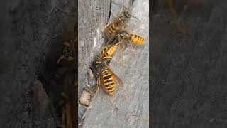 Wasp nests in various settings waspnest waspremoval pestcontrolnearme pestcontrol satisfying [upl. by Alysoun]