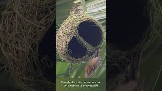 Master Builder in Feathers 🧵🕊️ bayaweaver nest nestbuilding nature [upl. by Je711]