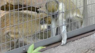 サバンナモンキー 天王寺動物園 2017年11月3日 [upl. by Tnerb]