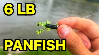 6 LB PANFISH caught MICRO FISHING [upl. by Licko]