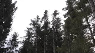 Strong Howling Wind Sound 2 Hours  Swaying Spruce Trees in The Wind [upl. by Wrightson517]