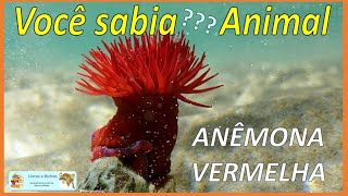 Você sabia Anêmona vermelha  Red anemone anemona anemones cnidaria coelenterata animais [upl. by Dnomad]