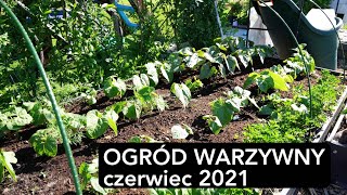 Ogród warzywny początek czerwca Obejście ogródka warzywnego Jak uprawiać pomidory ogórki Kasiain [upl. by Atsirk]