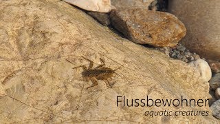 Panasonic Lumix FZ2000  FZ2500  Aquatic Creatures  Flussbewohner  Video Samples  4K [upl. by Ajile]