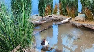 Smithsonian National Zoo Bird House quotPrairie Potholequot exhibit [upl. by Gnot442]