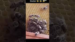 Doctor bees are saving to queen bee 🐝honeybee trending beekeeper wildhoneybees farmingbees [upl. by Chrissie]