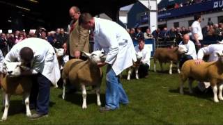 Texel championship judging at Balmoral Show 2012 [upl. by Nnaacissej]