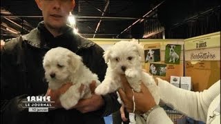 Le Mans  2ème Salon du chiot et du chaton [upl. by Offen]