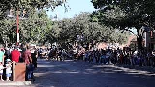 Fort Worth Stockyards Cattle Drive [upl. by Allesig331]