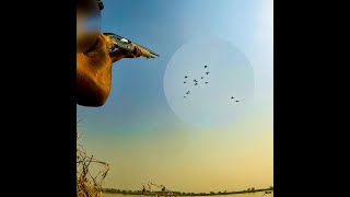 Dropped 3 gadwall Ducks in One Shot  waterfowlhunting [upl. by Niad912]