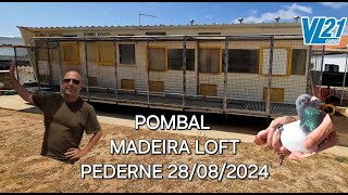 COLUMBOFILIA  MADEIRA LOFT PADERNE  AGOSTO 2024  VL21 [upl. by Housen]