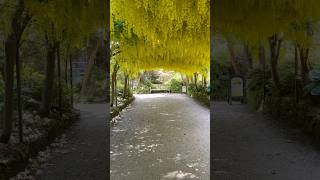 The Amazing Laburnum Arch at Bodnant Gardens North Wales ✨📌🏴󠁧󠁢󠁷󠁬󠁳󠁿 Before amp in Full Bloom 🌼 [upl. by Andree]