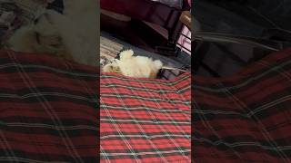 Cute puppy sleeping dogsleeping shihtzupuppy puppyvideos [upl. by Dranyam]