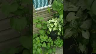 🪴 STARTING TO GROW MY KUDZU VINE PLANT 🪴 [upl. by Netsrek360]