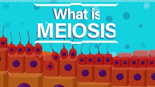 What is Meiosis [upl. by Anir]