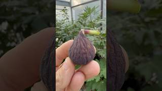 Verdal Negra fig farm fruit garden gardening love nature sun world texas figs [upl. by Oirramed]