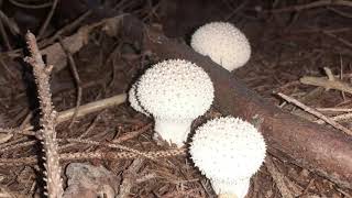 Lycoperdon perlatum – Fungo Vescia [upl. by Kerby]