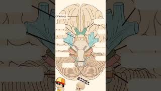 Learn Cranial Nerves with fun aiapgetmcq mbbs bhms cranialnerves brain anatomy physiology [upl. by Aelsel]