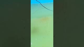 A UV Sterilizer is Clearing up my Pool Pond [upl. by Tezzil189]