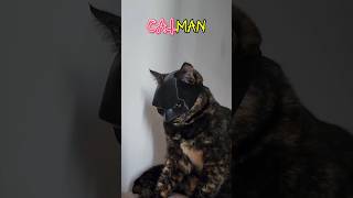 ❌BATMAN ✅CATMAN 🤣🤣🤣 batman cat [upl. by Dareen]