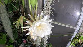 Timelapse of night blooming cactus opening nightbloom [upl. by Hasila799]