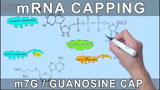 mRNA Capping through Molecular Structures [upl. by Sobmalarah]