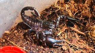 REQUEST VIDEO Heterometrus Spinifer  Asian Forest Scorpion [upl. by Onirefes]