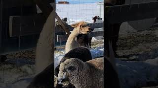 Not sure what their alpaca disagreement wasbut they spit at eachother [upl. by Ariela]