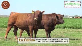 LA GLICINA  2 TOROS PC  RP 921  960 [upl. by Dorella]