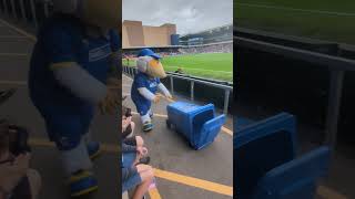 Haydon the Womble amp his Bin against Fleetwood town afcwimbledon football [upl. by Kowalski969]