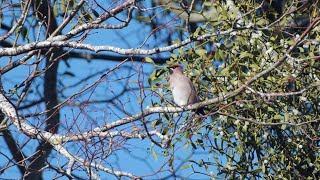 Waxwings  in 4K [upl. by Charters]