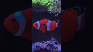 Amazing Looking Clownfish shorts [upl. by Madanhoj]