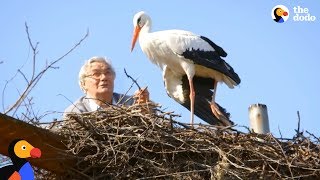 Man Does Everything For His Rescued Stork  KLEPETAN amp MALENA  The Dodo [upl. by Wadesworth16]