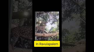 In Ravulapalem Leopard roaming pleasesubscribemychannel [upl. by Elton]