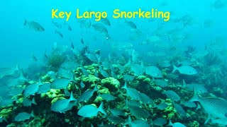 Great Snorkeling in Key Largo [upl. by Gerick]