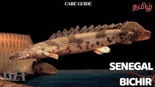 SENEGAL BICHIR  care guide தமிழ் [upl. by Assirrec14]