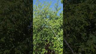 SPRAYING NEEM OIL FOR INSECT CONTROL on Jujube apple plumb youtubeshorts viral organicgarden [upl. by Candra430]