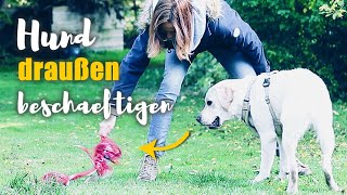 Hund beschäftigen amp Bindung aufbauen  Diese 3 SPIELE wird dein HUND LIEBEN  Hundetraining [upl. by Herr]