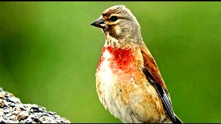 Linnet Bird [upl. by Adnoraj]