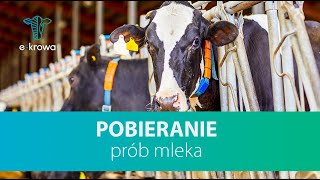 Pobieranie prób mleka Ekrowa [upl. by Rednasyl]