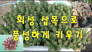 다육 희성 삽목으로 풍성하게 키우기① Crassula rupestris ’Tom Thumb [upl. by Aleibarg353]