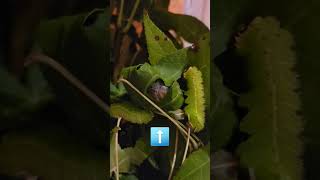 Luna caterpillars eating cocooning and 💩 caterpillar [upl. by Edals]