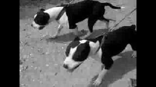 Pitbulls doing daily Training ○● black amp white ●○ [upl. by Goodhen]