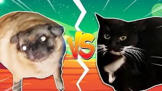 Pug Vibing VS Maxwell The Cat [upl. by Ennahtur638]