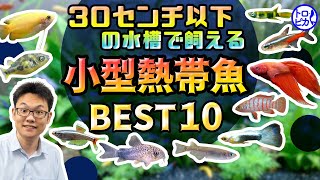 【超簡単】おすすめ小型熱帯魚10選！30㎝以下の小型水槽でも飼えます [upl. by Carrillo]