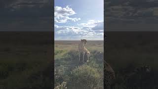 Serengeti National Park holiday wildlife explorethebeautyofnature migration animals tanzania [upl. by Ayian900]