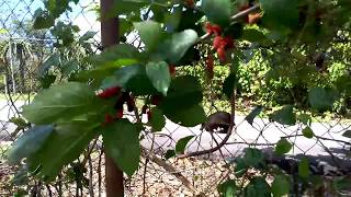 mulberry cosechadas en Puerto Rico [upl. by Killarney]