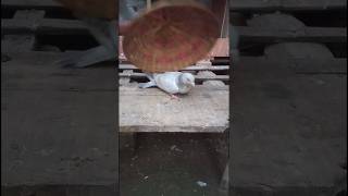 Kabutar😱😍🕊ke 🥚egg se baby☺ pigeon😲🕊 nikla haiyoutubeshort kabutar vairalshort sorts bazigar [upl. by Eek]